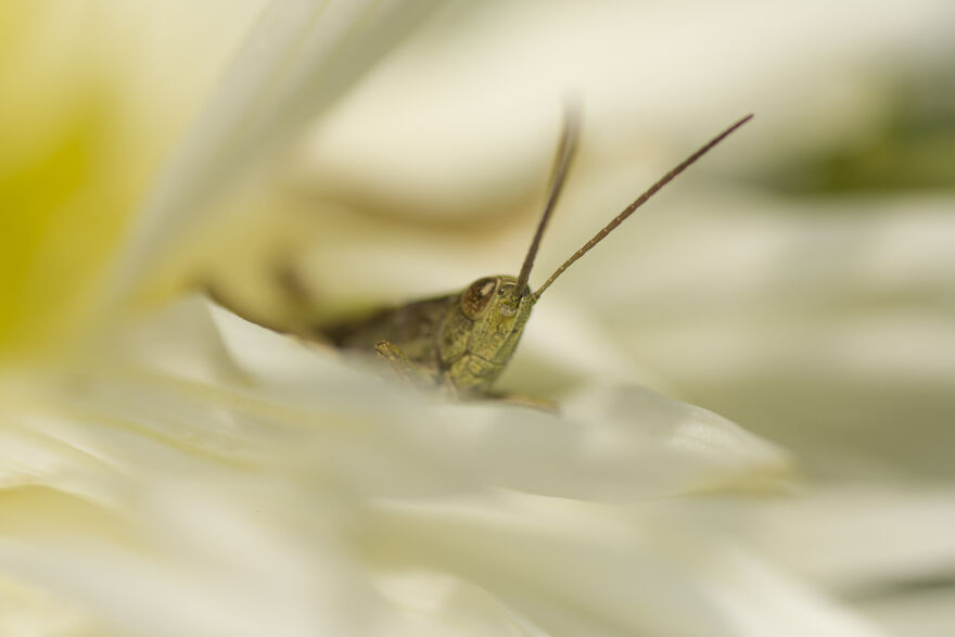 My Micro Friends