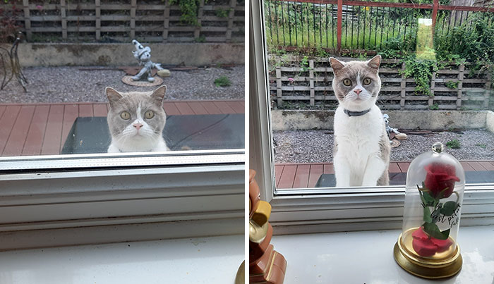 Washing Dishes Yesterday By Our Window When... Spycat, After A Long Hiatus, Returned!