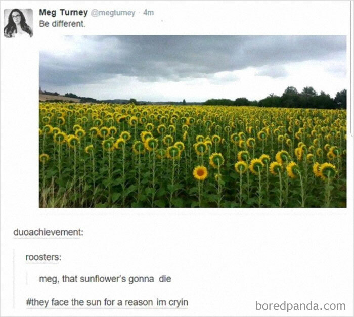 I’m Not Like Other Sunflowers. I’m Dead