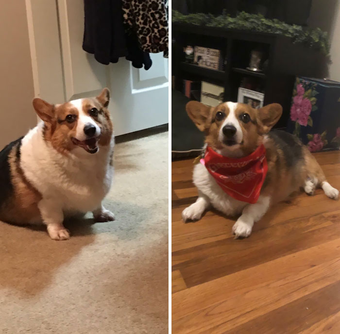 It Has Taken 2 Years Since We Adopted Her, But Reba Has Dropped More Than Half Her Weight And I Couldn’t Be More Proud Of Her