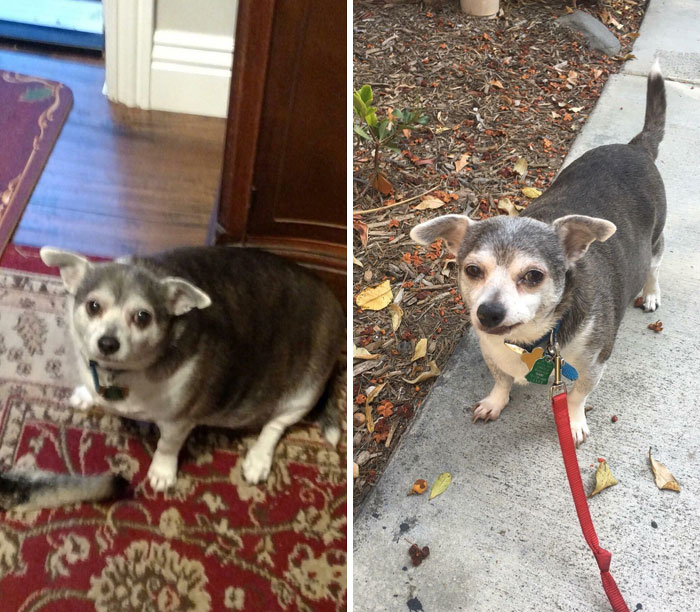 My 90-Year-Old Neighbor Hasn’t Walked Her Dog In Years So I Volunteered To Do It For Her. So Proud Of Buddy’s Weight Loss