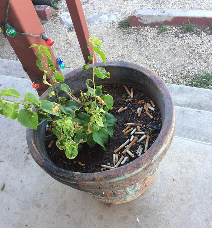 Potted Plant Outside The Local Cafe In My Small Home Town. Thought We Were Above This Y’all