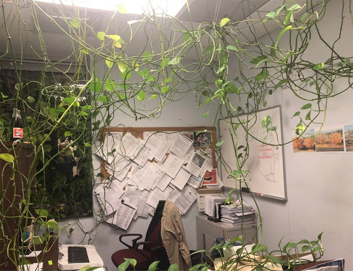 Feed Me, Seymour! In My Office, A Coworker Has Been Growing This Vine For Years. The Office Manager Wants It Gone. I Like It