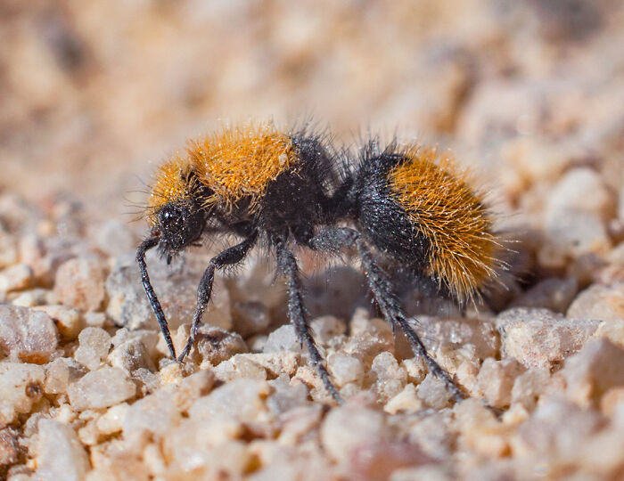 Velvet Ant, Which Is Actually A Wingless Wasp And Packs A Punch In Its Stinger!