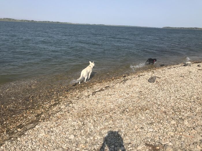 Frolicking At The Lake