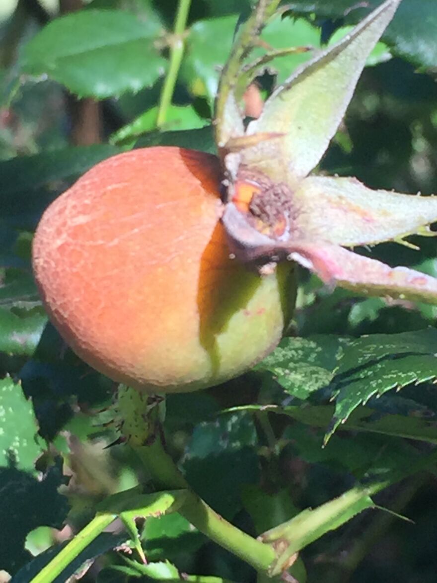 32 Ish Photos I Took Of Stuff In My Backyard This Afternoon