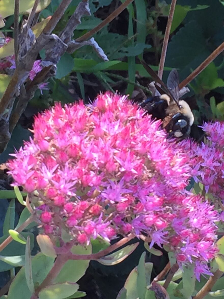 32 Ish Photos I Took Of Stuff In My Backyard This Afternoon