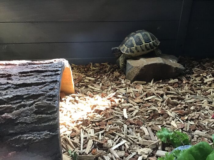 Turtle On A Rock, Turtle On A Rock