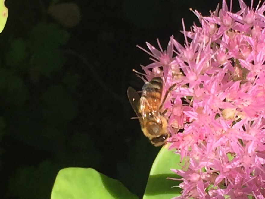 32 Ish Photos I Took Of Stuff In My Backyard This Afternoon