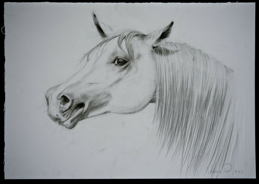 Healing With Art And Nature: An Artist From Florence Express Her Passion For Horses Through Artwork