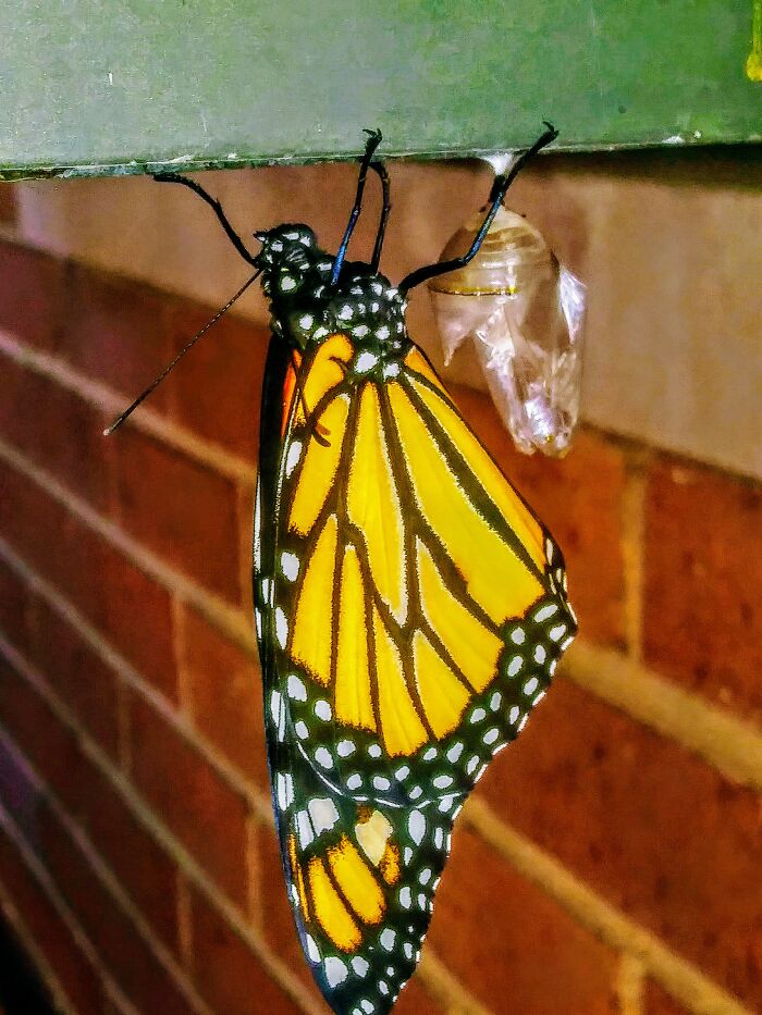 Monarch Emergence