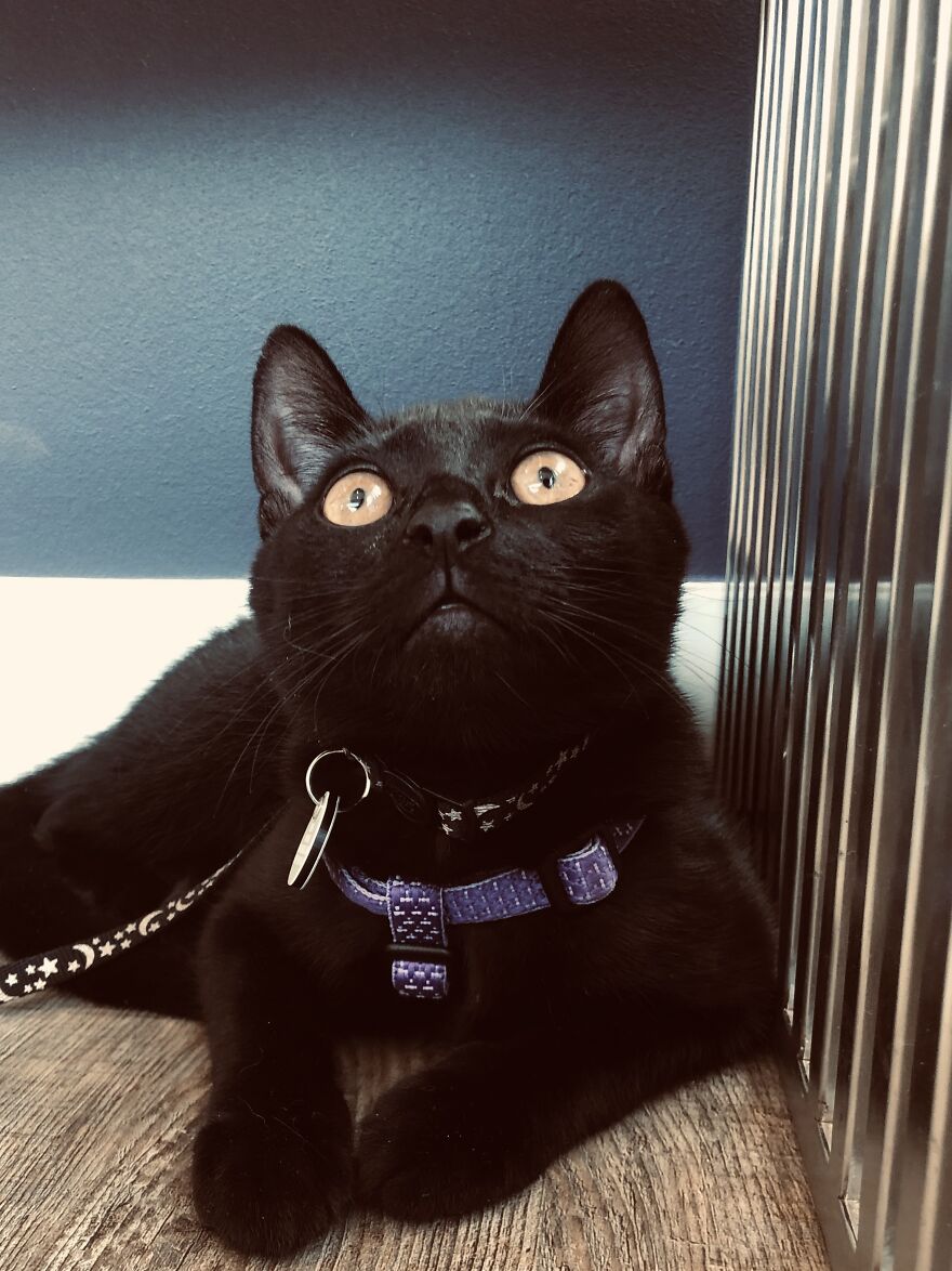 Just My Cat. Being Majestic