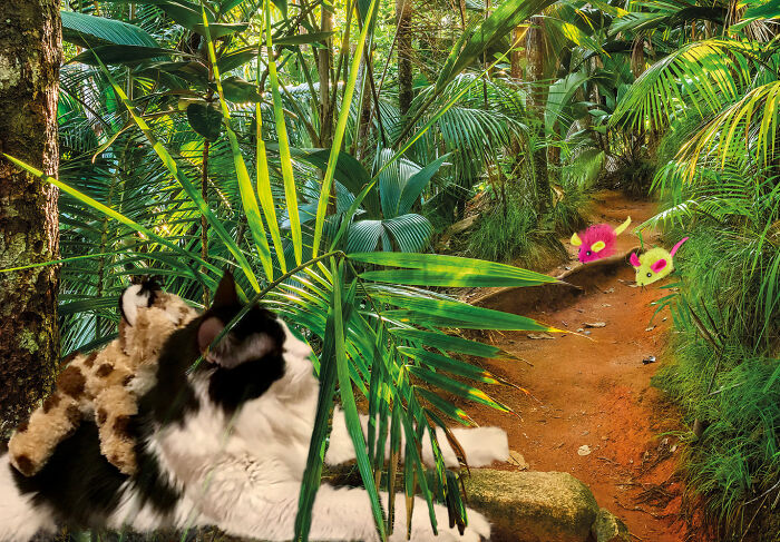 …as The Big Cat Stalks His Prey…