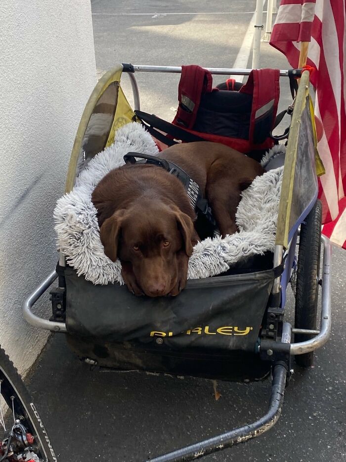 Homeless Man Sheds Tears After Having A Wholesome Reunion With His Missing Labrador