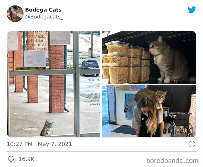Cats-Store-Bodega-Pics