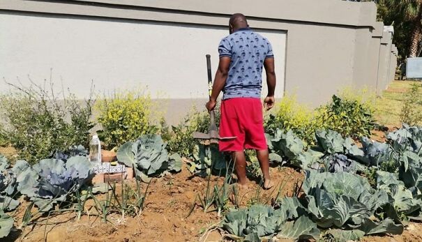 &lsquo;Cabbage Bandit&rsquo; Faces Jail Time For Planting Crops In His Front Yard