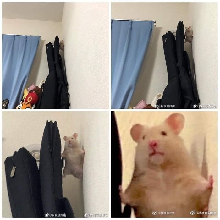 Important-Animals-Funny-Images