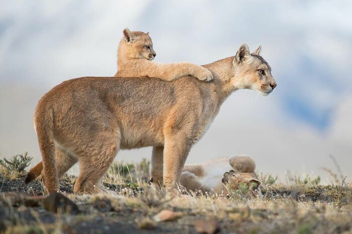 Two mountain lions, an adult and cub, in a natural setting captured in a stunning wildlife photo from the WildArt contest.