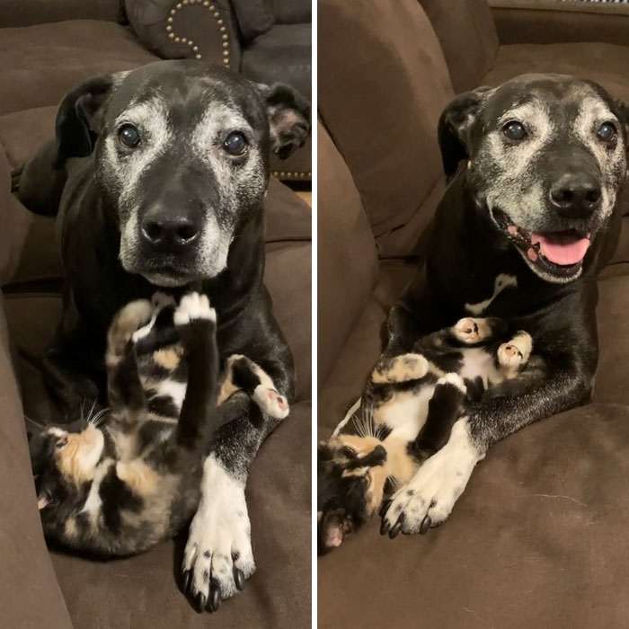 Rescue dog and kitten cuddling together on a brown couch in a heartwarming rescue pet moment.