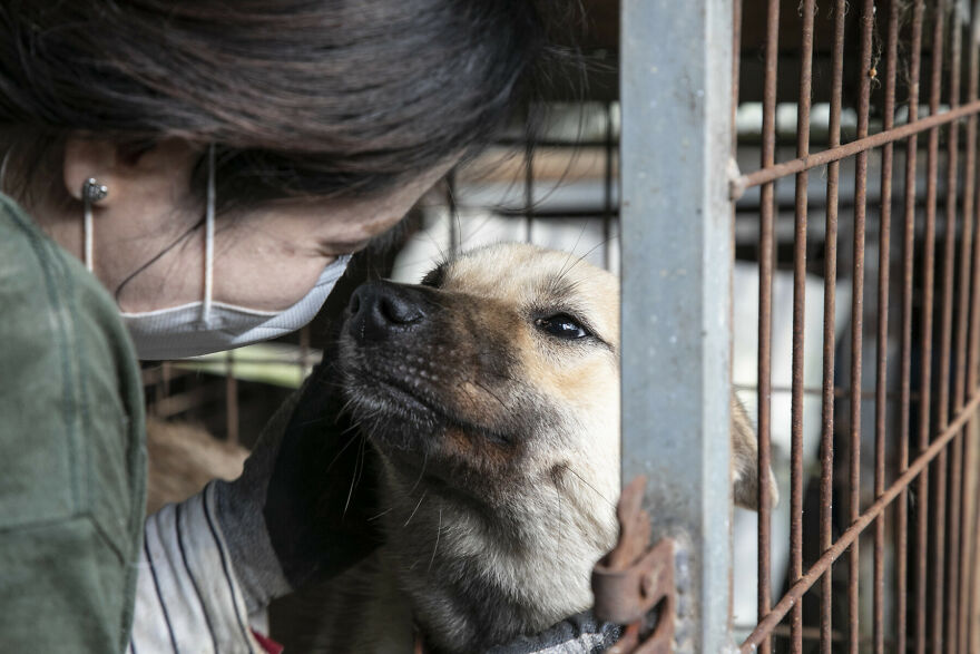 Dogs Experience Care And Love For The First Time After Being Saved From A Meat Farm