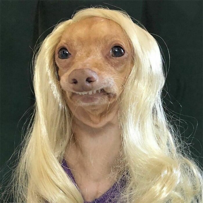 Made My Dog Wear A Wig Once :p