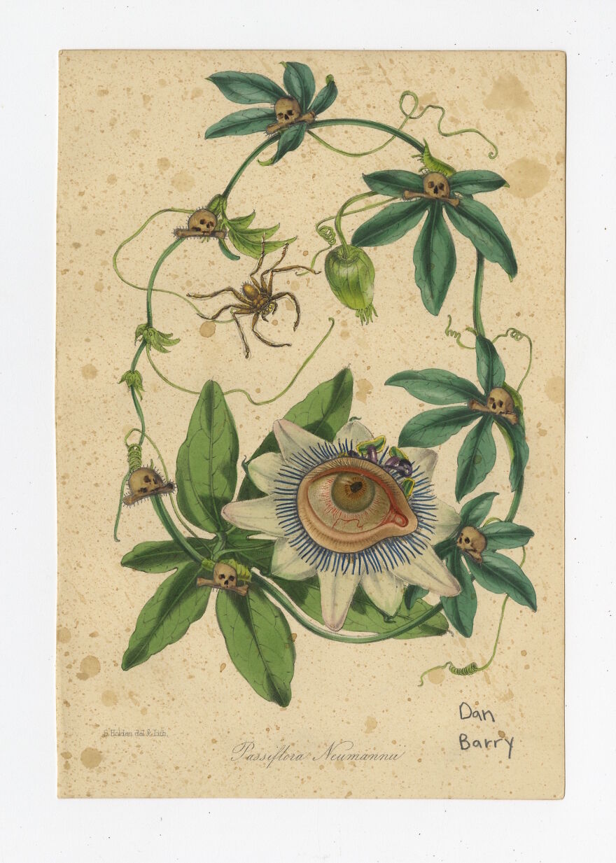 Passiflora Neumannii, 2021