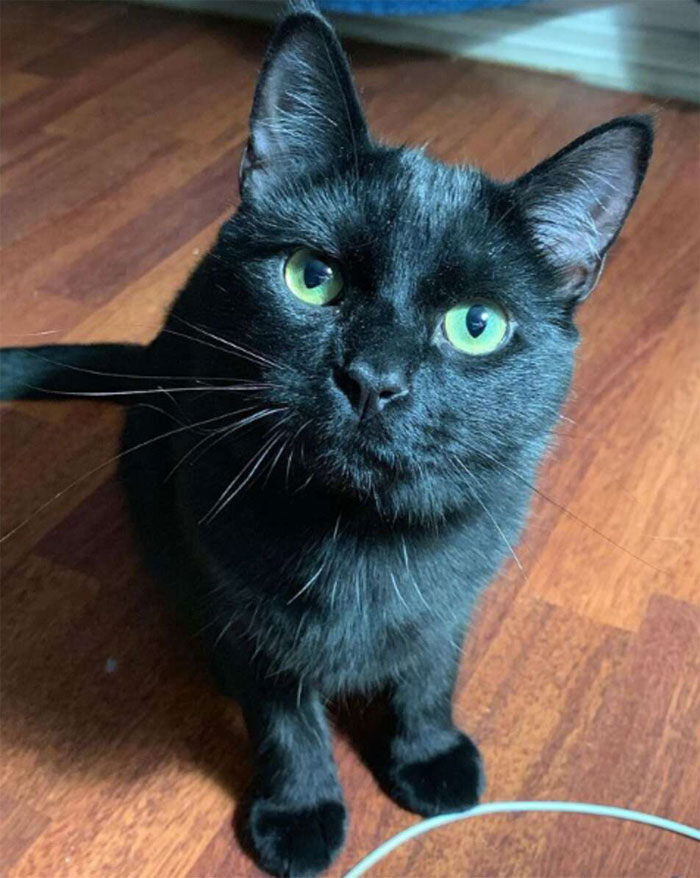 Se suponía que este gato tenía que atrapar a un ratón que vivía en la casa, pero acabaron haciéndose amigos Se suponía que este gato tenía que atrapar a un ratón que vivía en la casa, pero acabaron haciéndose amigos
