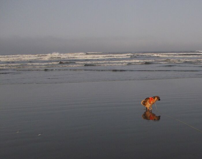 Scamper Says "I Do What I Want *when* I Want.