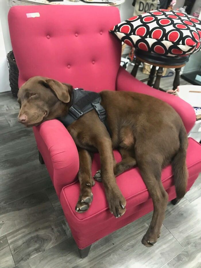 Homeless Man Sheds Tears After Having A Wholesome Reunion With His Missing Labrador