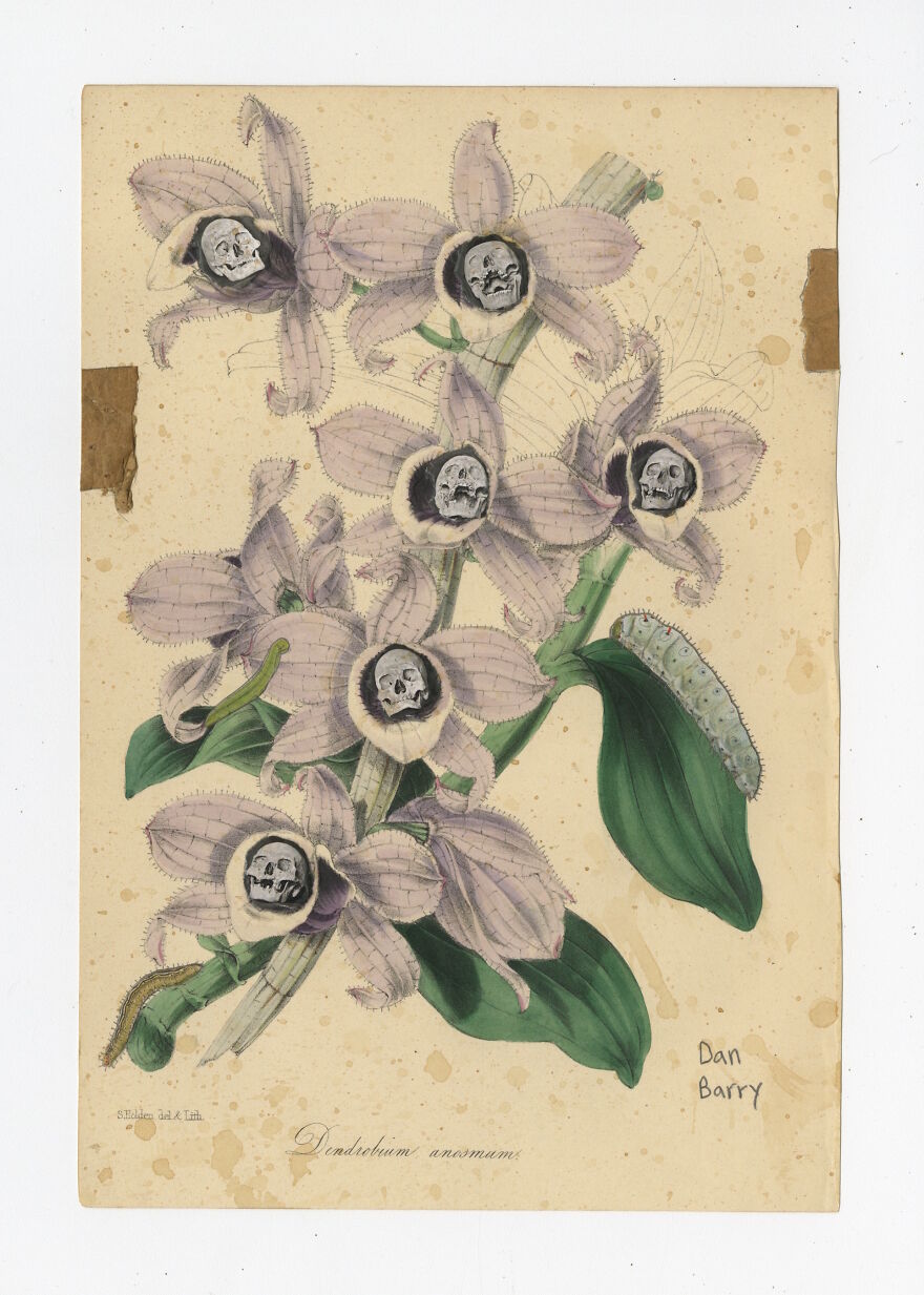 Dendrobium Anosmum, 2021