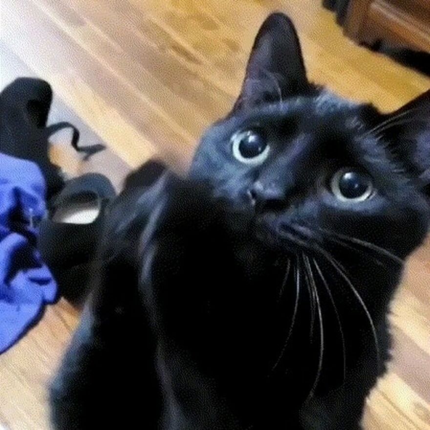 This Cat Went Viral Because He Learned To Beg In A Way That Melts People&rsquo;s Hearts