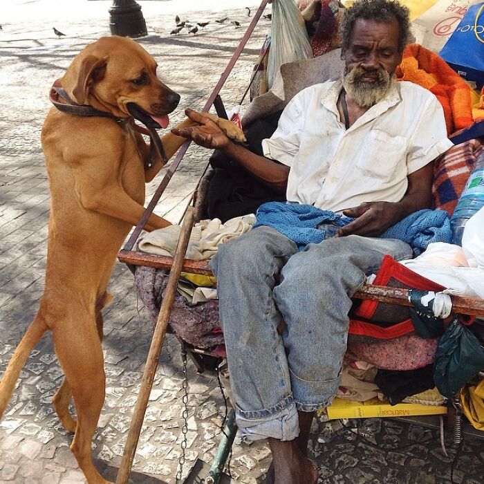 Account On Instagram Shows The Friendship Between Brazilian Homeless People And Their Dogs (183 Pics)