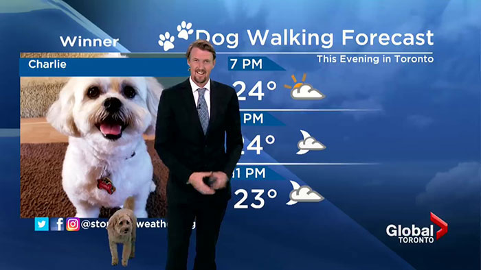 Good Boy Treats Audience With His Appearance During Toronto Weathercast By Asking Meteorologist For A Treat