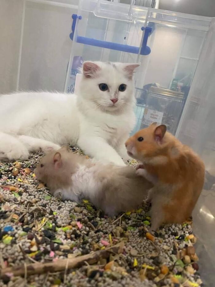 Important-Animals-Funny-Images