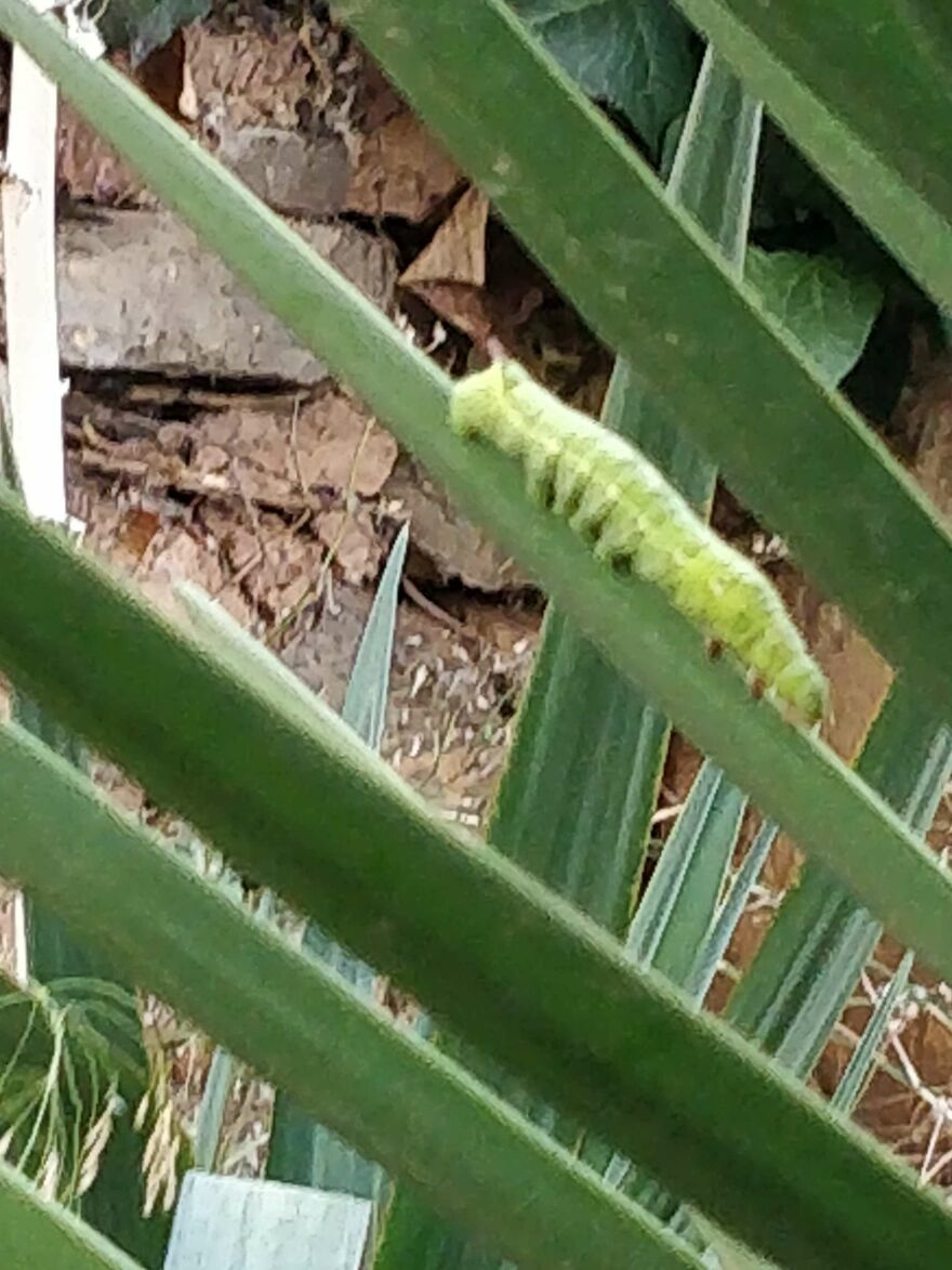 Found This In My Garden