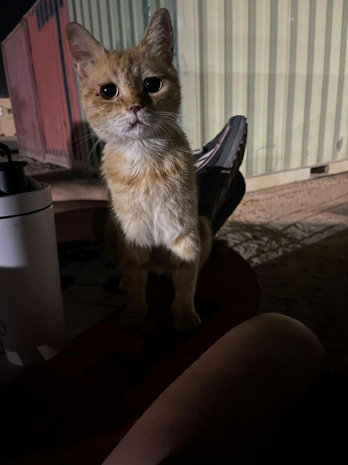 Sergeant Whiskers: A Cat With Two Kittens That Comforted Soldiers While They Were On Tour Sergeant Whiskers: A Cat With Two Kittens That Comforted Soldiers While They Were On Tour