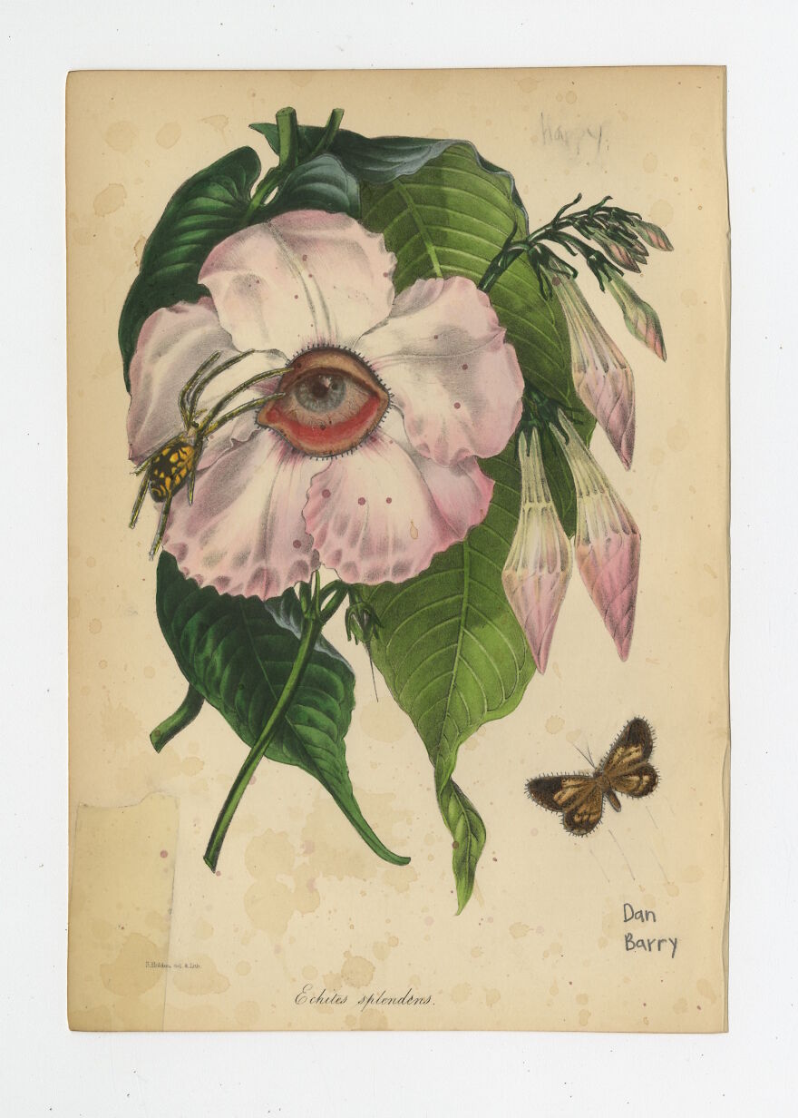 Echites Splendens, 2021