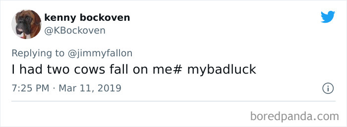Tweet showing a user sharing a funny bad luck moment of cows falling on them in a #BadLuck story thread.