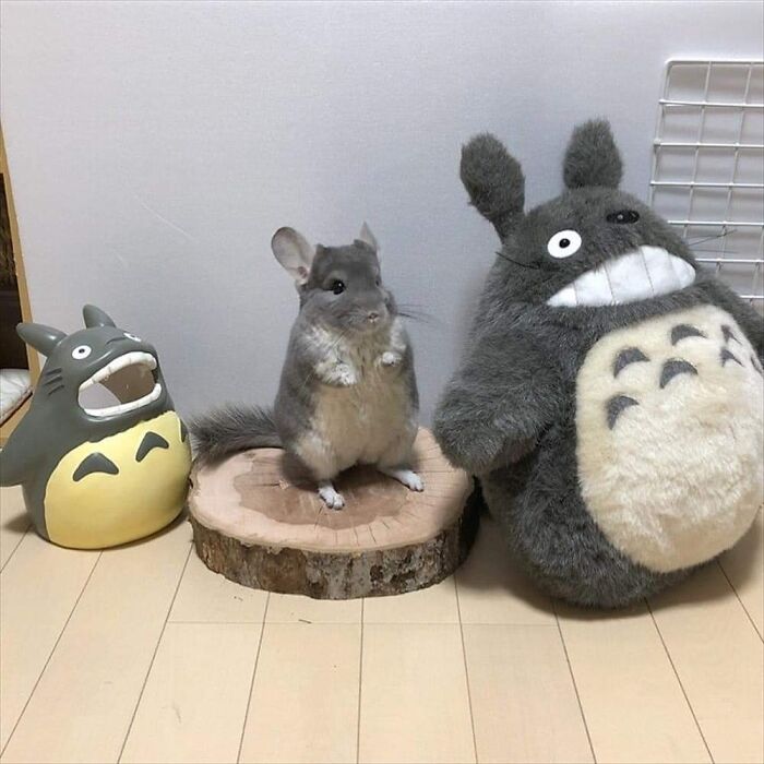 This Facebook Page Is All About Animal Images That Need To Be Seen (50 New Pics)