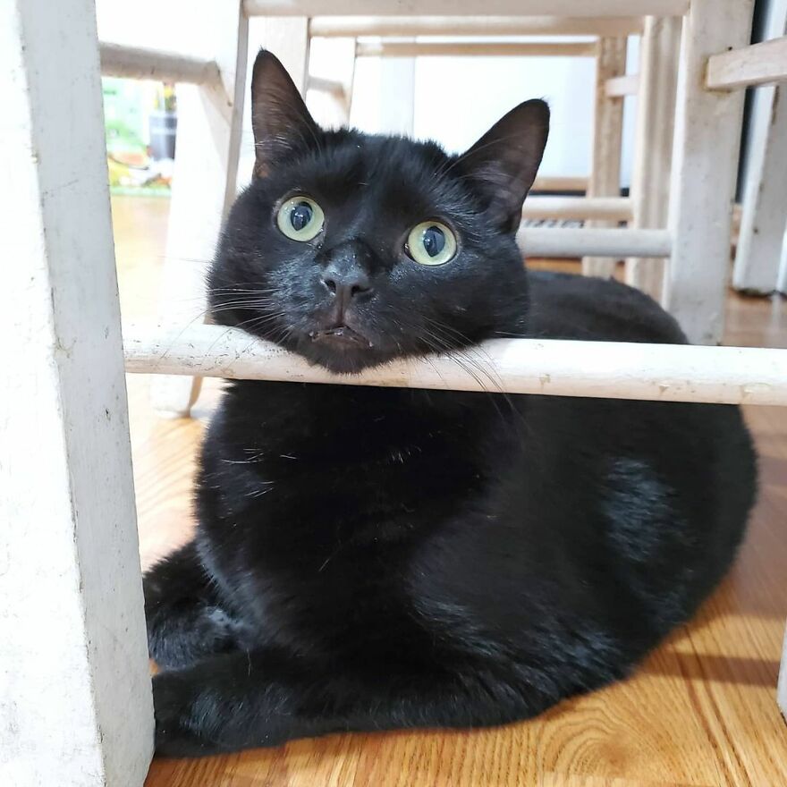 This Cat Went Viral Because He Learned To Beg In A Way That Melts People&rsquo;s Hearts