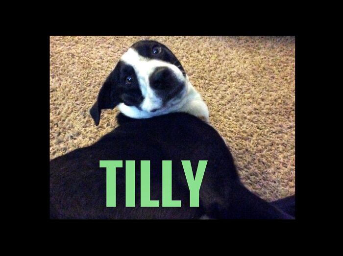 Idk She Looks Really Derpy Yet Cute