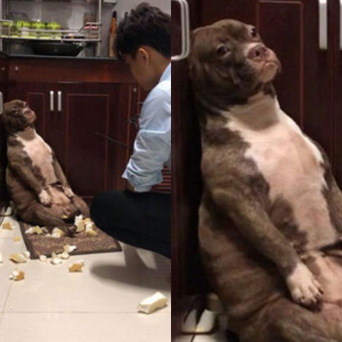 Important-Animals-Funny-Images