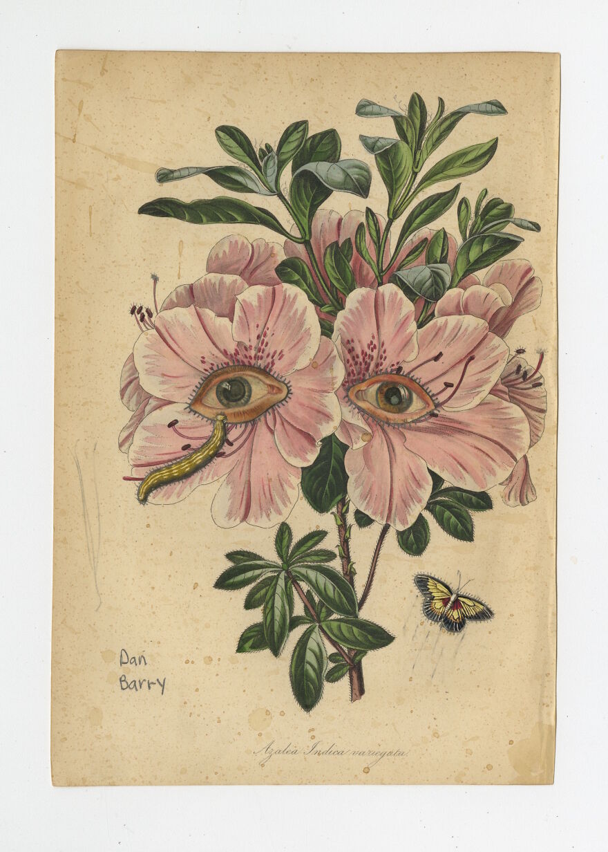 Azalea Indica Variegata, 2021