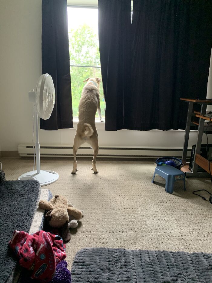 Sasha Looking Over Her New Domain