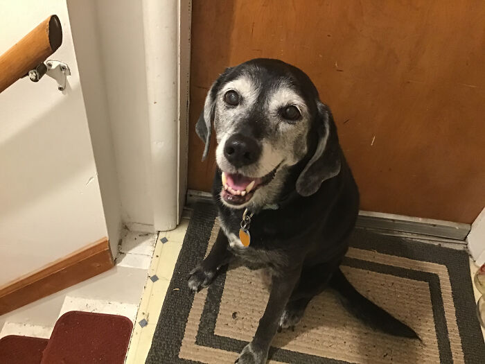 Rip Miley, One Of The Sweetest Dogs I Ever Met. Passed Last April At Age Thirteen. We’d Had Her For About Five Or Six Years. Rip Baby Girl