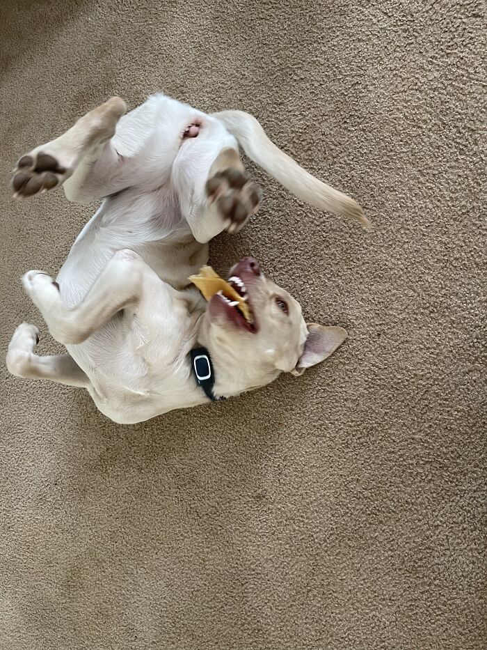 Just Doggo Things…