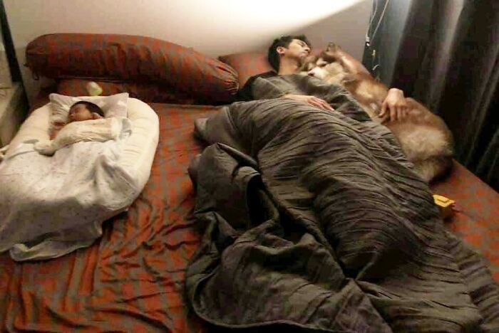 Important-Animals-Funny-Images