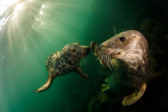 Two seals underwater with sunlight streaming through, featured in ocean photography awards finalists.