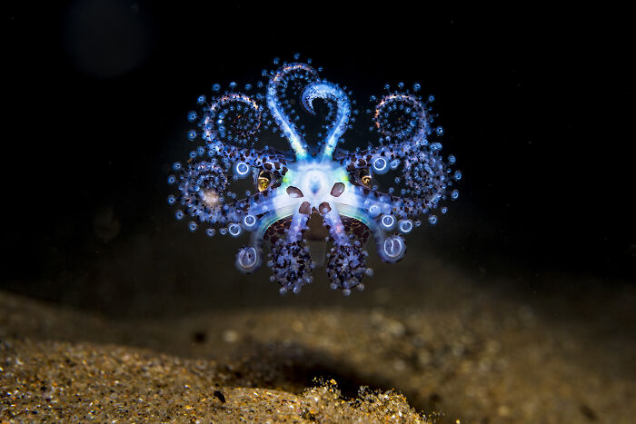 Bioluminescent octopus illuminated in dark ocean waters, featured in ocean photography awards finalists.
