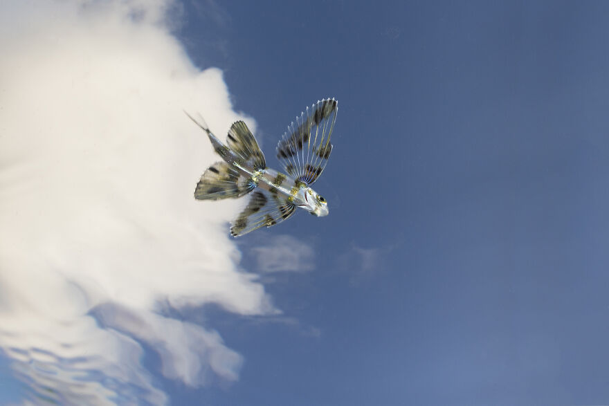 Young Ocean Photographer, Jack Mckee